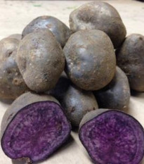 Sadbové brambory Blue Congo - Solanum tuberosum - Kiepenkerl - sadba - 5 ks