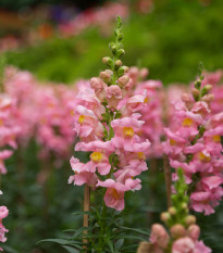 Hledík větší Rocket F1 Rose - Antirrhinum majus - osivo hledíku - 20 ks