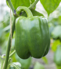 Paprika Beluga Green F1 - Capsicum annuum - osivo papriky - 5 ks