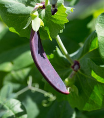 Hrách fialový Shiraz - Pisum sativum - osivo hrachu - 30 ks