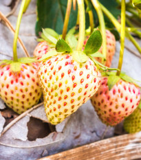 Jahodník Pineberry - Fragaria ananassa - prostokořenná sazenice jahodníku - 2 ks