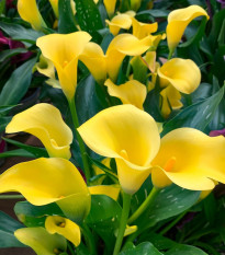 Kala Florex Gold - Zantedeschia - hlízy kaly - 1 ks