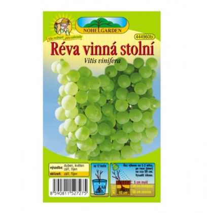 Réva vinná - Vitis vinifera - prostokořenné sazenice vinné révy - 1 ks