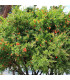 Granátovník - Punica Granatum - osivo granátovníku - 5 ks