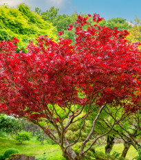 Javor červený - Acer rubrum - osivo javoru - 5 ks