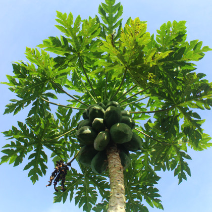 Papája melounová - Carica papaya - osivo papáji - 4 ks