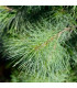 Borovice himalájská - Pinus wallichiana - osivo borovice - 5 ks