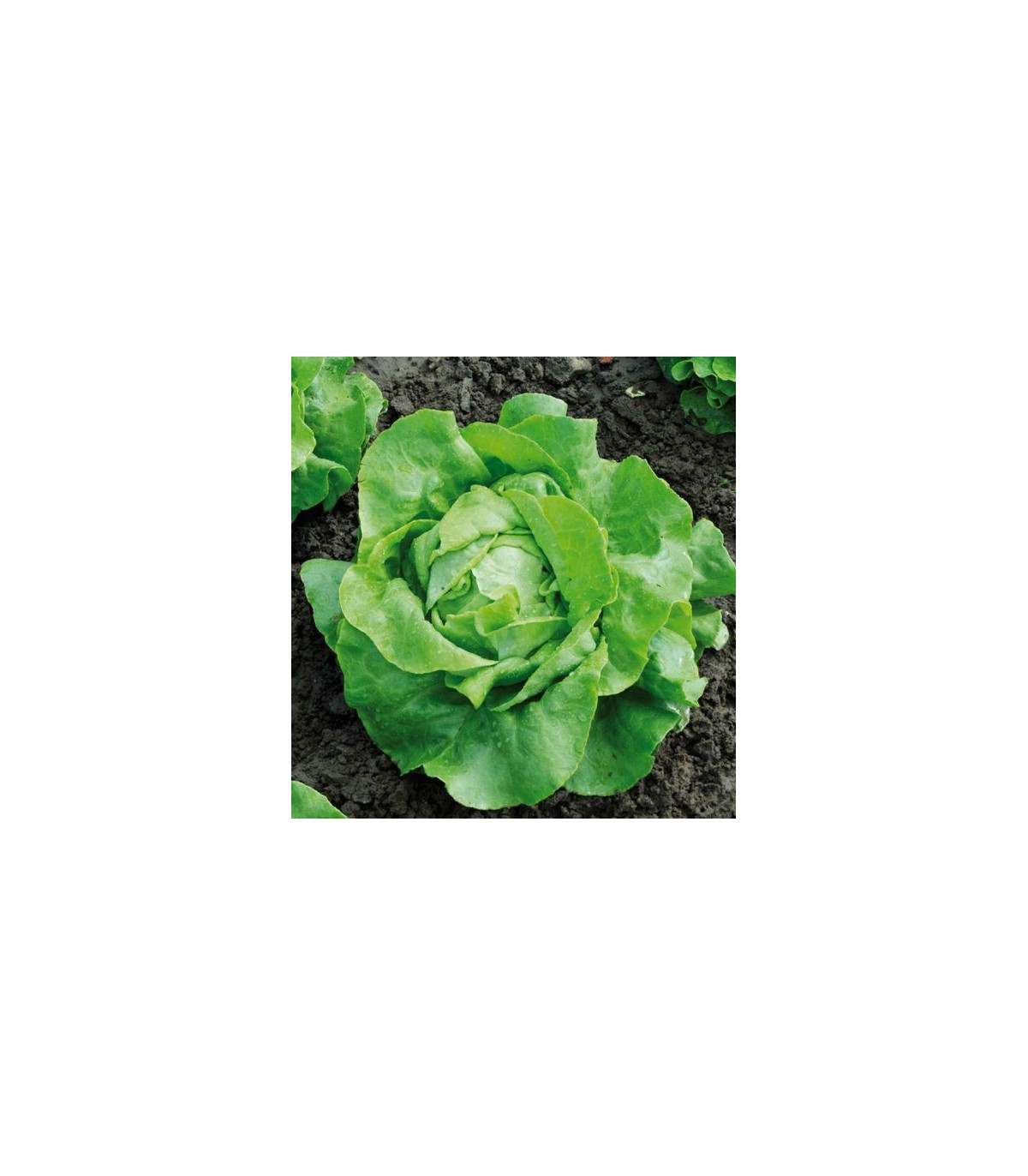 Salát hlávkový Nel - Lactuca sativa - osivo salátu - 0,1 g