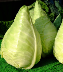 BIO Zelí bílé Eersteling - Brassica oleracea - bio osivo zelí - 20 ks