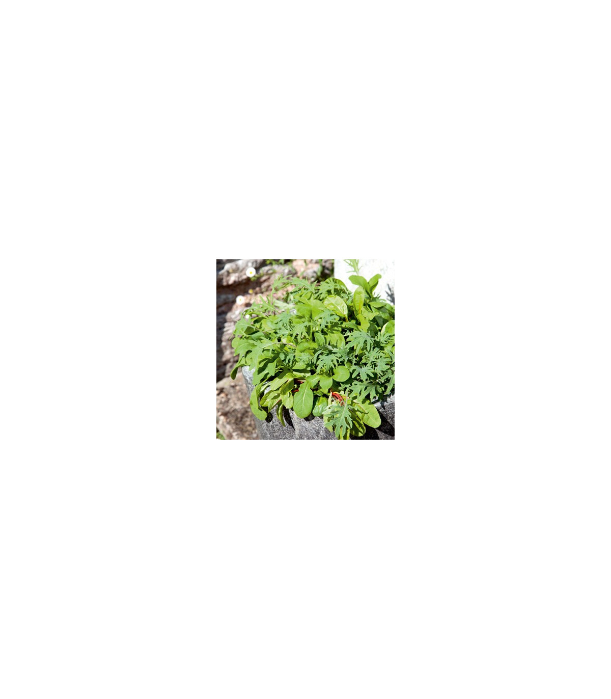 Mix kalifornských salátů - Lactuca sativa - osivo salátu - 0,1 g