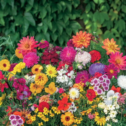 Směs nízkých květů – výsevný disk – snadné pěstování