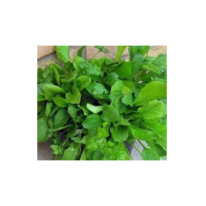 Mix provensálského salátu - Lactuca sativa - osivo salátu - 0,1 g