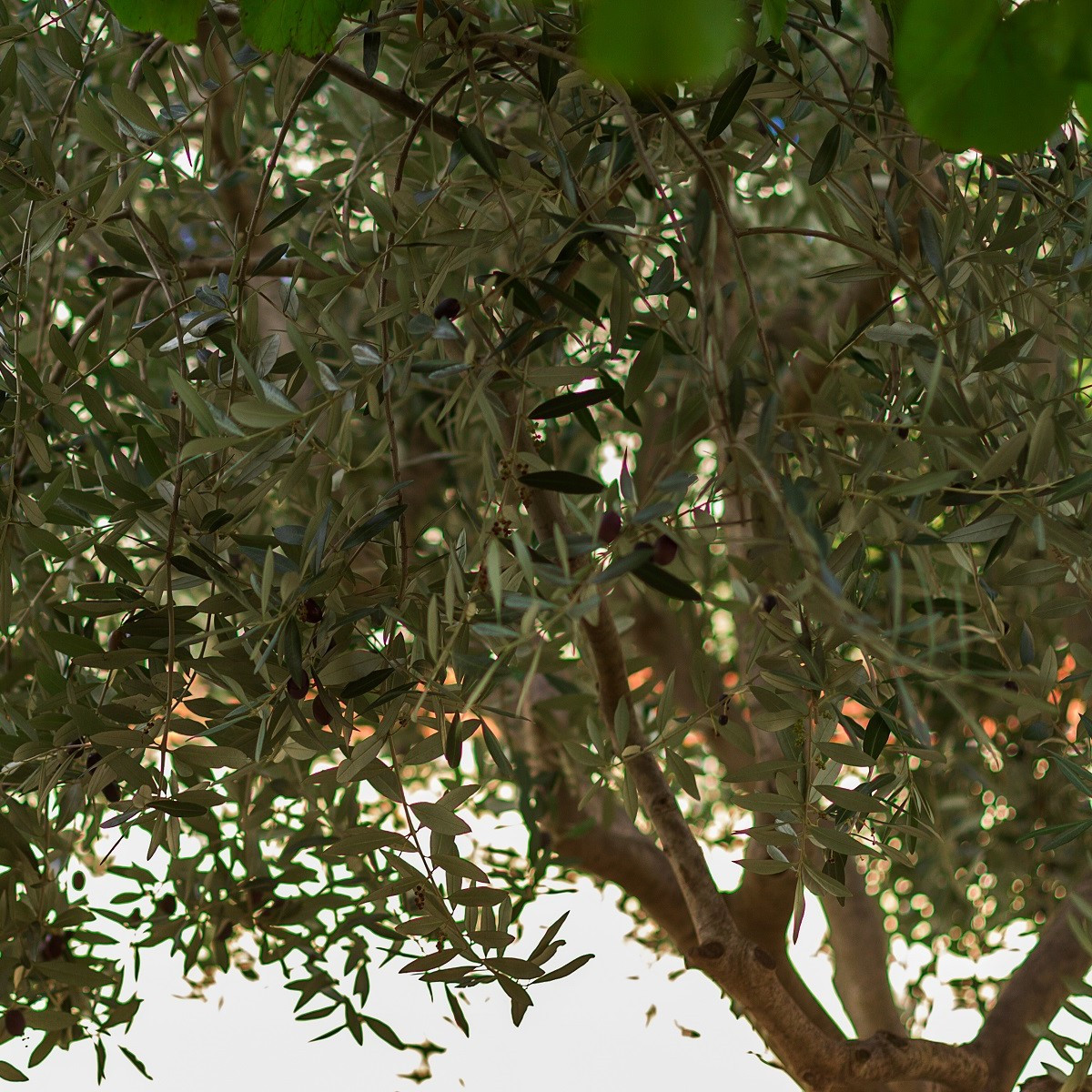 Olivovník evropský - Olea europeae - osivo olivovníku - 5 ks