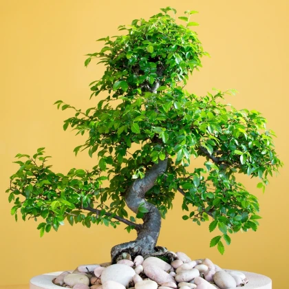Jilm čínský - Ulmus parvifolia - osivo jilmu - 10 ks