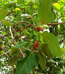 Fíkovník posvátný - Ficus religiosa - osivo fíkovníku - 5 ks