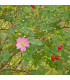Růže šípková - Rosa canina - osivo růže - 5 ks