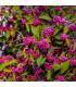 Krásnoplodka – Callicarpa acuminata – osivo krásnoplodky