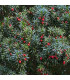 Tis červený - Taxus baccata - osivo tisu - 5 ks