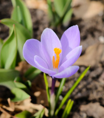 Krokus Vanguard - Crocus vernus - hlízy krokusů - 3 ks