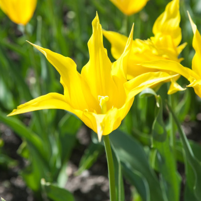 Tulipán West Point - Tulipa - cibule tulipánů - 3 ks