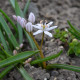 Ladoňka růžová - Scilla bifolia rosea - cibule ladoňek - 3 ks