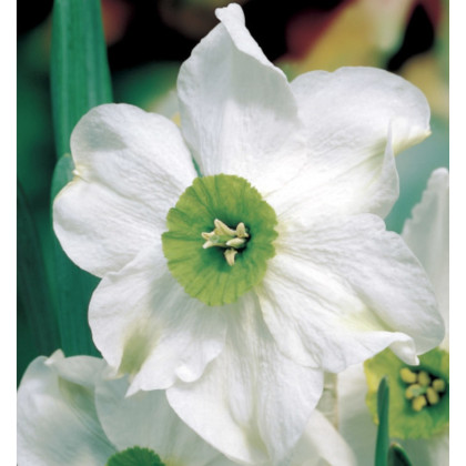 Narcis Sinopel - Narcissus - cibule narcisů  - 3 ks