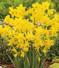 Narcis Quail - Narcissus - cibule narcisů  - 3 ks