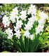 Narcis Silver Bouquet - Narcissus - cibule narcisu - 3 ks