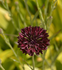 Chrpa černá - Centaurea cyanus - osivo chrpy - 50 ks