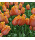 Tulipán Dordogne - Tulipa - cibule tulipánů - 3 ks