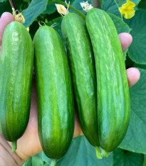 BIO okurka Mirella - Cucumis sativus - bio osivo okurky - 10 ks