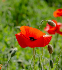 BIO Mák vlčí červený - Papaver rhoeas - osivo máku - 100 ks