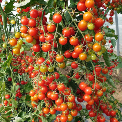 Rajče Perlino červené F1 - Solanum lycopersicum - osivo rajčat - 6 ks