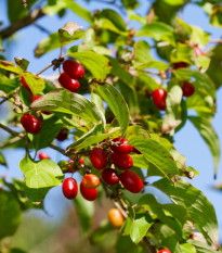 Dřín obecný - Cornus mas - osivo dřínu - 3 ks