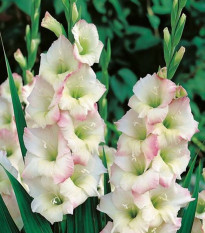 Gladiol Cream Perfection - Gladiolus - hlízy gladiol - 3 ks