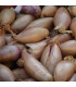 Cibule sazečka Rosanna - Allium Rosanna - cibulky sazečky - 500 g