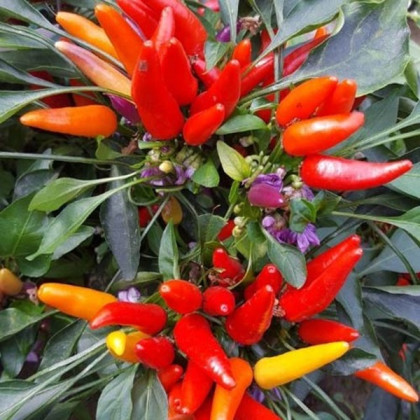 Chilli Rainbow fire - Capsicum frutescens - osivo chilli - 6 ks