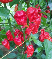 Chilli Apocalypse Red - Capsicum chinense - osivo chilli - 5 ks