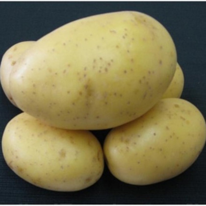 Sadbové brambory Princess - Solanum tuberosum - sadba - 5 kg