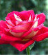 Růže velkokvětá červenobílá - Rosa - prostokořenná sazenice růže - 1 ks