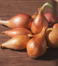 Cibule sazečka Birnformige - Allium cepa - cibulky sazečky - 500 g