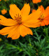 BIO Krásenka oranžová - Cosmos suplhureus  - bio osivo krásenky - 20 ks