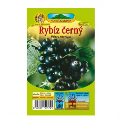 Rybíz černý - Ribes sylvestre - prostokořenná sazenice rybízu - 1 ks