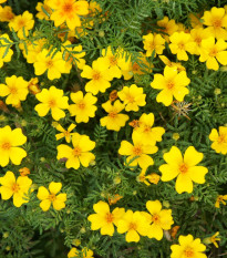 BIO Aksamitník tenkolistý Lemon Gem - Tagetes tenuifolia - bio osivo aksamitníku - 0,02 g