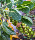 BIO Kapusta růžičková Groninger - Brassica oleracea - bio osivo kapusty - 50 ks