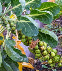 BIO Kapusta růžičková Groninger - Brassica oleracea - bio osivo kapusty - 50 ks