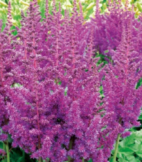 Čechrava modrá - Astilbe - hlízy čechravy - 1 ks