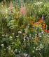 Květnatý podrost do stínu - osivo Planta Naturalis - směs lučních květin a trav - 10 g