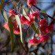 Eukalyptus caesia Magna - Blahovičník - Eucalyptus caesia - osivo eukalyptu - 10 ks