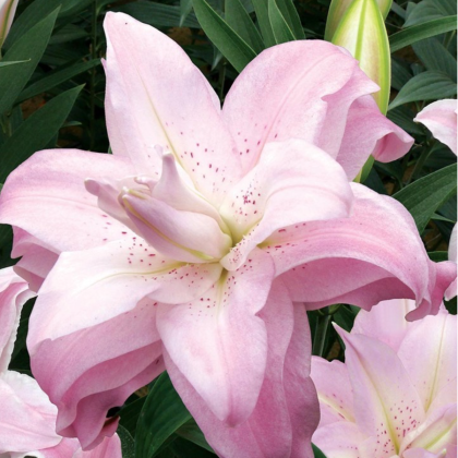 Lilie Lotus Queen - Lilium - cibule lilií - 1 ks